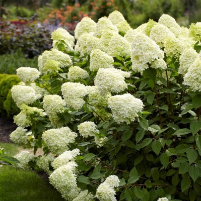 Hydrangea paniculata Limelight ®, Syrénhortensia
