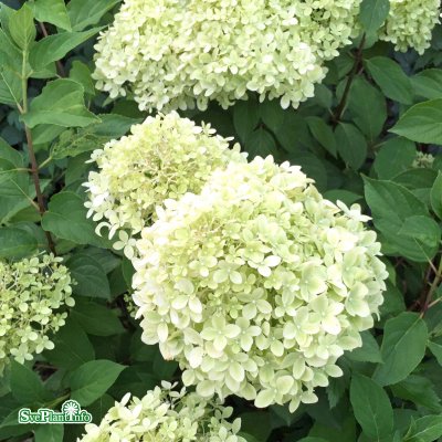 Hydrangea paniculata Limelight ®, Syrénhortensia, 40-50 C3