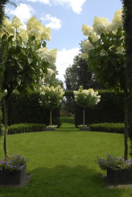 Hydrangea paniculata Limelight ®, Syrénhortensia, 90 stam C5
