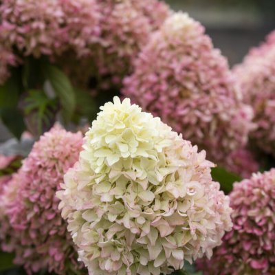 Hydrangea paniculata Little Fresco ®