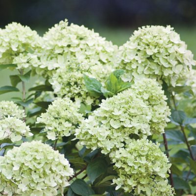 Hydrangea paniculata Little Lime ® / Jane, Syrénhortensia, C5