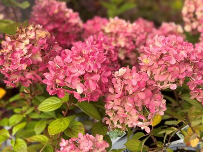 Hydrangea paniculata Little Lime ® Punch, Vipphortensia