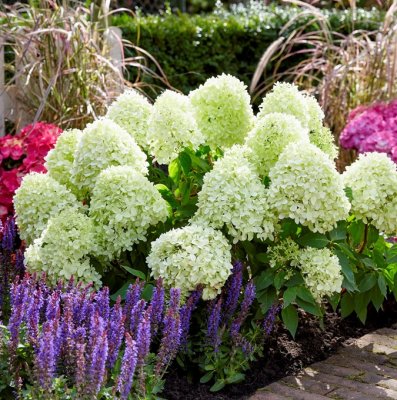 Hydrangea paniculata Little Spooky ® (GRHP08), Syrenhortensia, C5