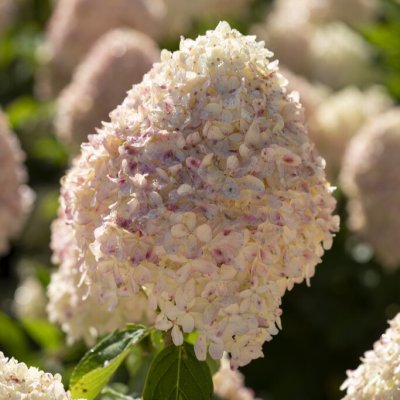 Hydrangea paniculata Living Cotton Cream ®