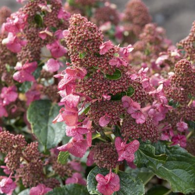 Hydrangea paniculata Living Infinity ®, Vipphortensia