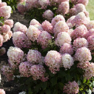 Hydrangea paniculata Living Little Rose ®, Vipphortensia