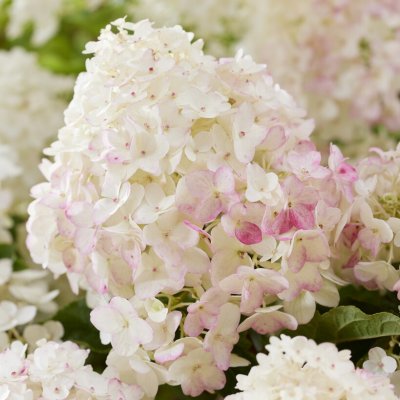 Hydrangea paniculata Living Little Rose ®, Vipphortensia