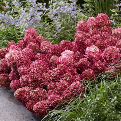 Hydrangea paniculata Living Little Rose ®, Vipphortensia