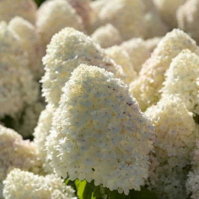 Hydrangea paniculata Living Sugar Rush ®, Vipphortensia