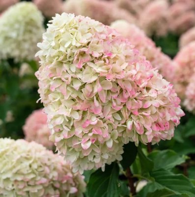 Hydrangea paniculata Living Summer Love ®, Syrenhortensia, C5