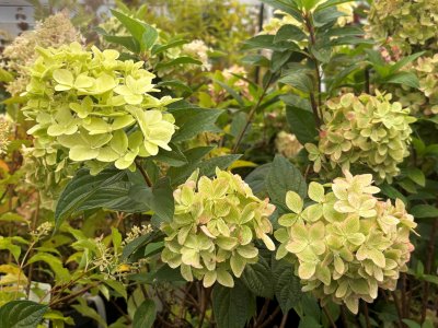 Hydrangea paniculata Magical Candle ®, Vipphortensia