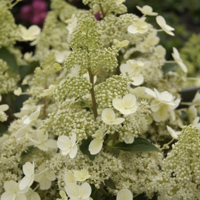 Hydrangea paniculata Magical Himalaya ®