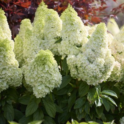 Hydrangea paniculata Magical Matterhorn ®