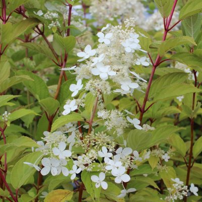 Hydrangea paniculata Mustila, Syrénhortensia