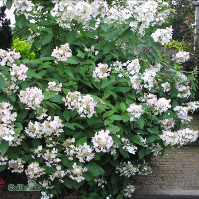 Hydrangea paniculata Pink Diamond, Syrénhortensia, busk C5