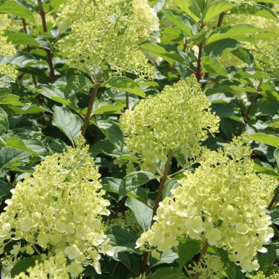 Hydrangea paniculata Polar Bear ®, Syrénhortensia