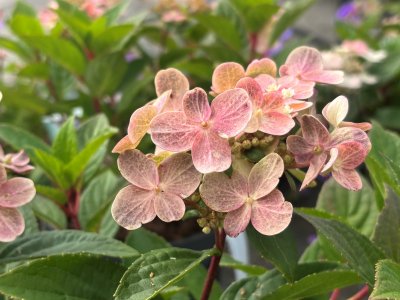 Hydrangea paniculata Polestar ®