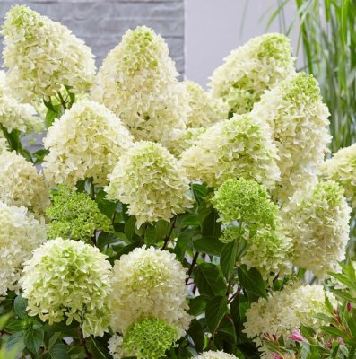 Hydrangea paniculata Skyfall ® (Frenne), Vipphortensia, C5
