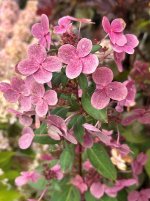Hydrangea paniculata Switch Ophelia ®, Vipphortensia