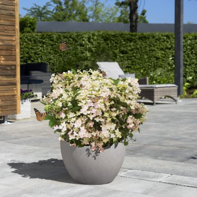 Hydrangea paniculata Switch Ophelia ®, Vipphortensia