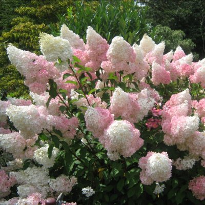 Hydrangea paniculata Vanille Fraise ®, Syrénhortensia, 40-50 C3