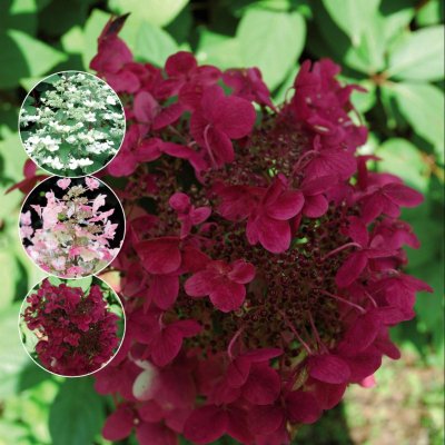 Hydrangea paniculata Wim´s Red, Syrenhortensia