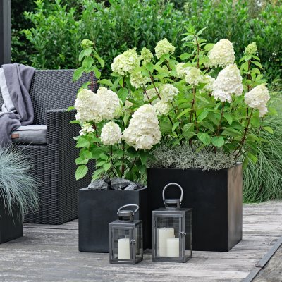 Hydrangea paniculata Magical Mont Blanc ®