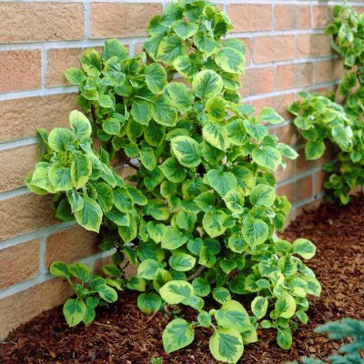 Hydrangea anomala petiolaris Miranda, Klätterhortensia