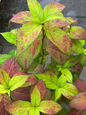 Hydrangea serrata Omacha, Berghortensia
