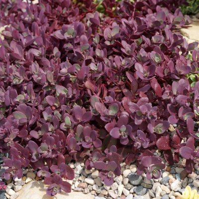 Hylotelephium hybr. SunSparkler ™ Firecracker ®, Kärleksört, P9cm