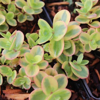 Hylotelephium hybr. SunSparkler ™ Lime Twister ® , Kärleksört, P9cm