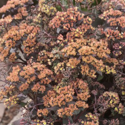 Hylotelephium hybr. Yellow Xenox ®, Kärleksört, P9cm