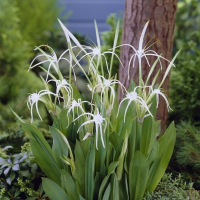 Späd Spindellilja Hymenocallis harrisiana 2st