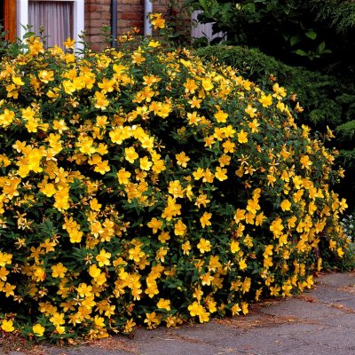 Hypericum x hidcoteense Hidcote, Vinterhyperikum