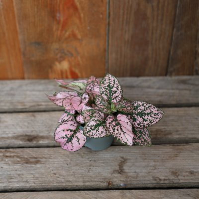 Hypoestes Confetti Compact Pink