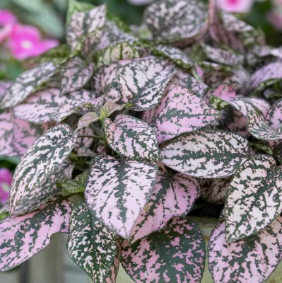 Rosenstänk Splash Select Pink