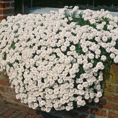 Iberis sempervirens Appen-Etz, Vinteriberis, P9cm