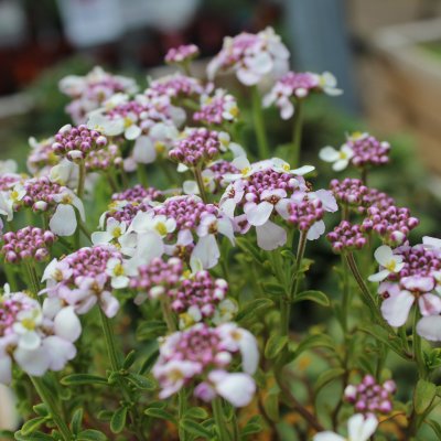 Iberis sempervirens Pink Ice, Vinteriberis