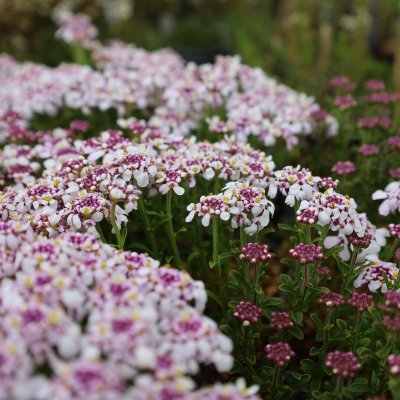 Iberis sempervirens Pink Ice, Vinteriberis