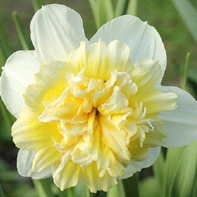 Narcissus inco. Ice King