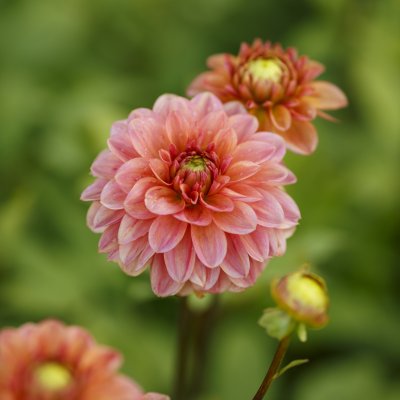Dahlia Dekorativ Iced Tea 1st