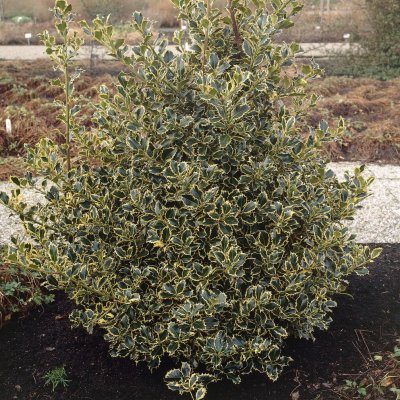 Ilex aquifolium Argentea Marginata, Järnek