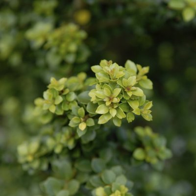Ilex crenata Dwarf Pagoda