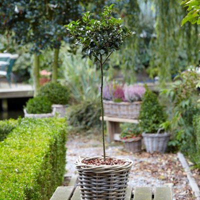 Ilex x meserveae Blue Maid (Mesid), Blå Järnek, 60 stam C7,5