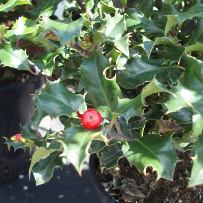 Ilex meserveae Blue Princess, Blå Järnek