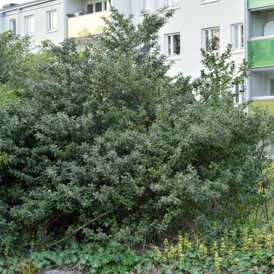 Ilex meserveae Blue Princess, Blå Järnek