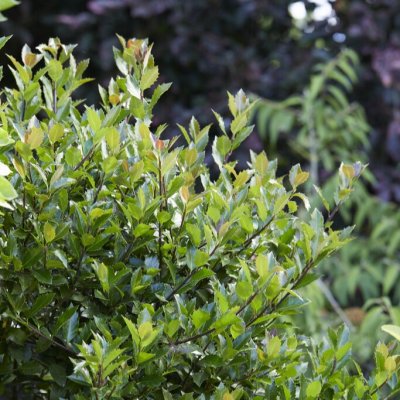 Ilex x meserveae Heckenblau ®