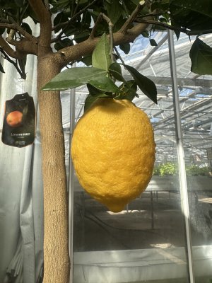 Röd lime, träd