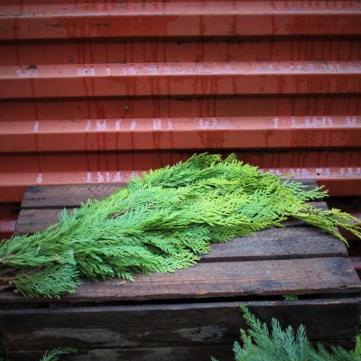 Sypressin keltainen/vihreä nippu