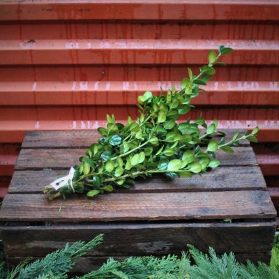 Boxwood -paketti
